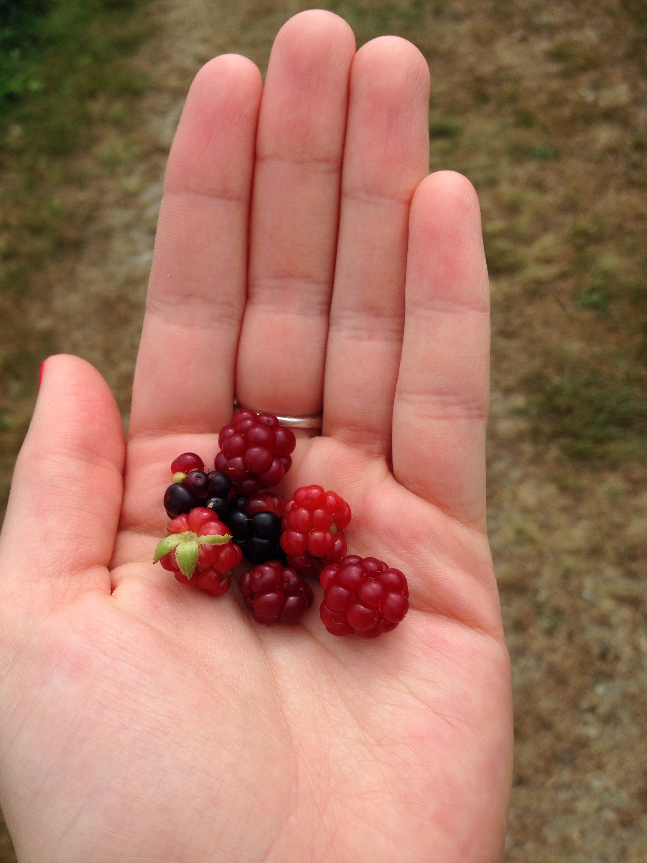 Fresh Blackberries